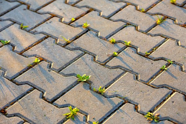 Weed plants growing between concrete pavement bricks. Weed plants growing between concrete pavement bricks.